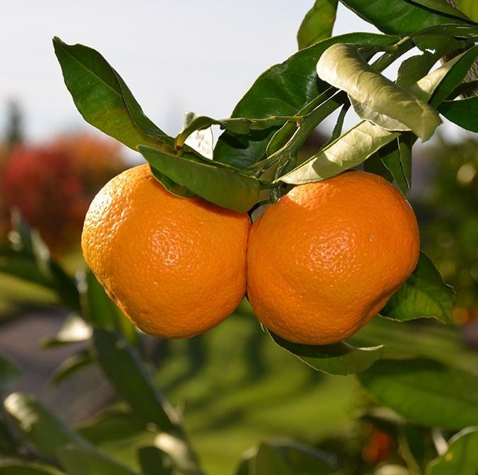 Mandarin Satsuma Owari C7