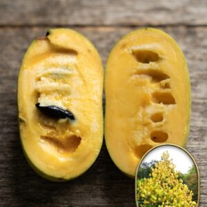 Pawpaw Banana Nordului Tropical Treat