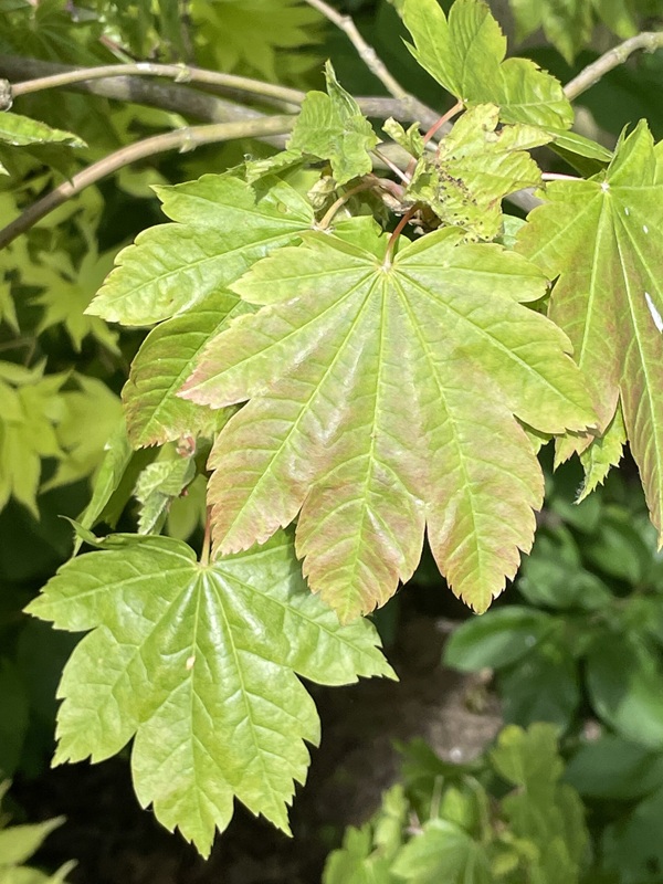 arțar japonez Vitifolium