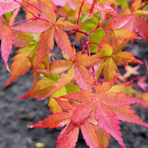 arțar japonez Peve Chameleon