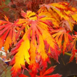 arțar japonez Aconitifolium