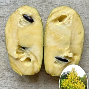 Pawpaw Banana Nordului Kentucky Champion
