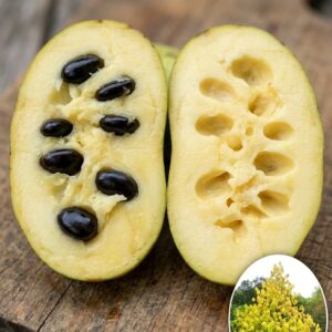 Pawpaw Banana Nordului Summer Delight