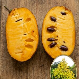 Pawpaw Banana Nordului Susquehanna® Peterson Pawpaws®