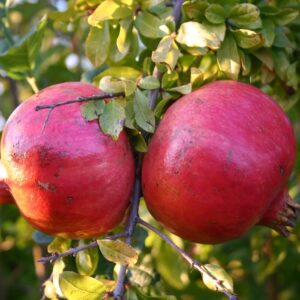 Rodiu Provence